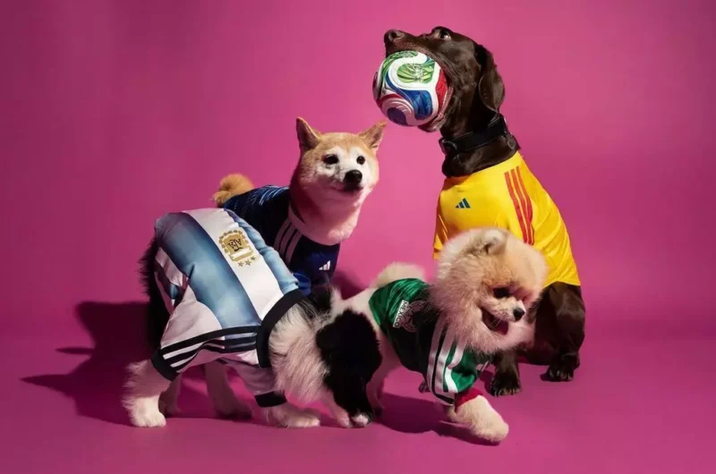 Perros vistiendo camisetas de Argentina, Colombia y México